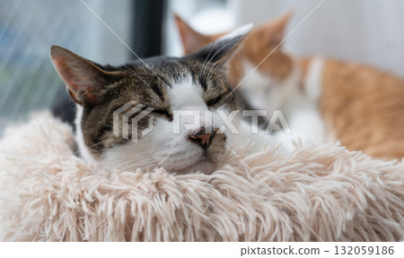 Cat relaxing by the window Kijitora Shiro 132059186