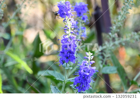 Blue-spotted Loosestrife Speedwell 132059231