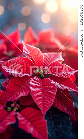 Close-up of poinsettia flowers in winter 132059270