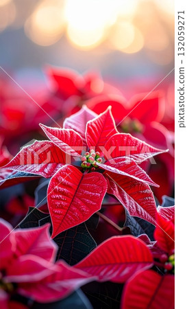 Close-up of poinsettia flowers in winter 132059271