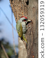 Aogera 132059319