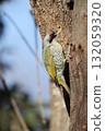 Aogera 132059320