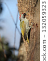 Aogera 132059323