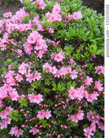 日本花園裡盛開的粉紅杜鵑花 132059388