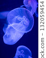 Jellyfish swimming in an aquarium 132059454
