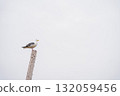 A black-tailed gull perched on a post 132059456