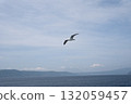 A black-tailed gull flying in the sky 132059457