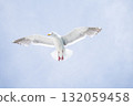 A black-tailed gull flying with its large wings spread and the blue sky 132059458