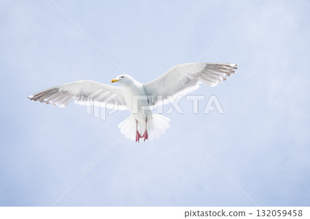 A black-tailed gull flying with its large wings spread and the blue sky A black-tailed gull flying with its large wings spread and the blue sky 132059458