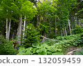 Beautiful forest scenery with fresh greenery 132059459