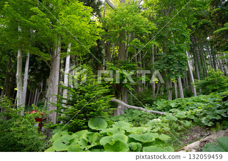 Beautiful forest scenery with fresh greenery Beautiful forest scenery with fresh greenery 132059459