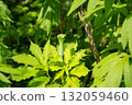 Fresh green leaves of snake plants and natural light 132059460