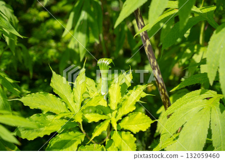 蛇類植物的新鮮綠葉和自然光 132059460