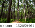 Beautiful larch forest scenery 132059461