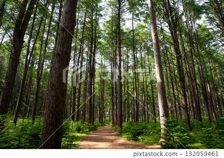 美麗的落葉松林風景 132059461