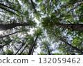 Trees and sky seen from below 132059462