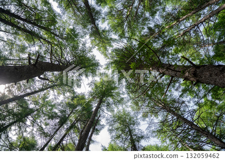 從下方看到的樹木和天空 132059462