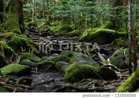 Walking through the moss forest at Shirakome Pond Walking through the moss forest at Shirakome Pond 132059508