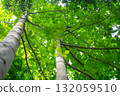 Fresh green leaves of the magnolia tree seen from below 132059510