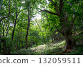 Beautiful forest scenery with sunlight streaming in 132059511