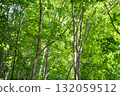 Beautiful scenery of fresh green trees 132059512