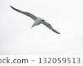 A black-tailed gull flying gracefully 132059513