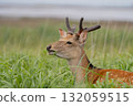 Ezo deer eating grass 132059515