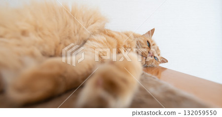 A cute brown tabby cat relaxing in the room 132059550
