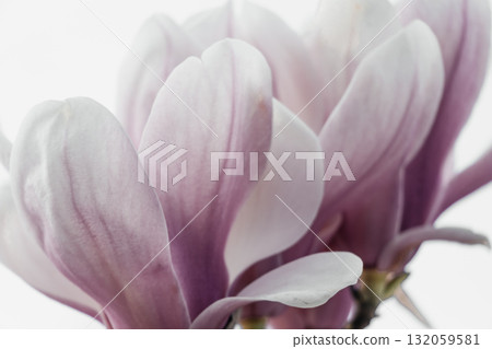 Magnolia Sulanjana flowers with petals in the spring season. beautiful pink magnolia flowers in spring, selective focusing. 132059581