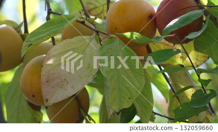 Persimmon Fruit Tree: Ripe orange fruit hanging on green leafy branches in autumn, ready for harvest. 132059660
