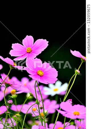 Cute pink cosmos Cute pink cosmos 132059675