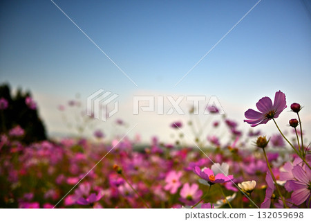 Cosmos field: Autumn chrysanthemums swaying in the autumn breeze Cosmos field: Autumn chrysanthemums swaying in the autumn breeze 132059698