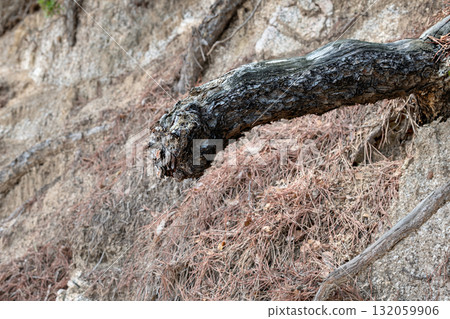 Tree root. 132059906