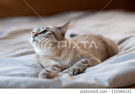 Cute cat relaxing on the bed Siamese tabby cat 132060181