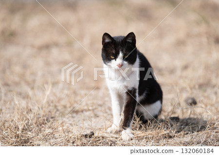 Black and white cat sitting in an empty lot Black and white cat sitting in an empty lot 132060184
