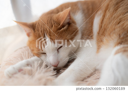 睡貓棕虎白 睡貓棕虎白 132060189