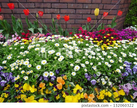 色彩繽紛的春季花壇,盛開著各種花朵 色彩繽紛的春季花壇,盛開著各種花朵 132060322