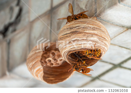 公園設施內建造的日本黃蜂巢 132061038