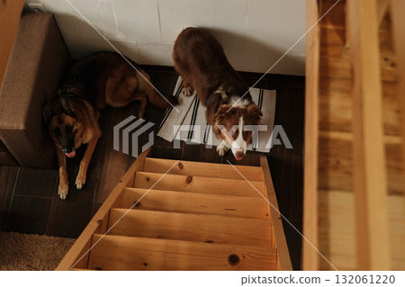 Two dogs - German and Australian Shepherd relaxing near wooden stairs inside a warm rustic home. Top view from second floor. Ideal for pet lifestyle, domestic interior, or animal care themes Two dogs - German and Australian Shepherd relaxing near wooden stairs inside a warm rustic home. Top view from second floor. Ideal for pet lifestyle, domestic interior, or animal care themes 132061220