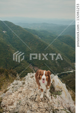 Australian Shepherd standing on rocky cliffs with a breathtaking view of Mount Kablar green valleys in Serbia. Hiking with pets concept. Red tricolor aussie outdoor portrait. Australian Shepherd standing on rocky cliffs with a breathtaking view of Mount Kablar green valleys in Serbia. Hiking with pets concept. Red tricolor aussie outdoor portrait. 132061253