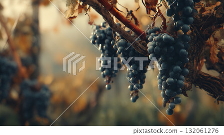 Ripe Purple Grapes Hanging from Autumn Vines in Soft Natural Light 132061276