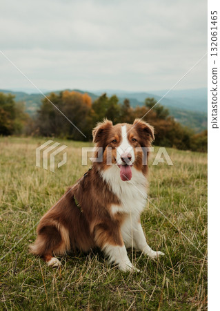 Brown and white Australian Shepherd dog sitting on grassy meadow with mountain landscape in background on cloudy autumn day. Red tricolor aussie Brown and white Australian Shepherd dog sitting on grassy meadow with mountain landscape in background on cloudy autumn day. Red tricolor aussie 132061465