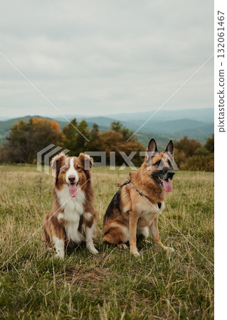 Australian and German Shepherd dogs sitting together on grassy meadow with mountain landscape in background on cloudy autumn day Australian and German Shepherd dogs sitting together on grassy meadow with mountain landscape in background on cloudy autumn day 132061467