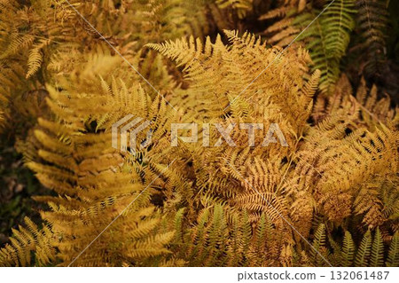 Detailed view of yellow and orange fern leaves in forest during autumn, symbolizing seasonal change and natural texture Detailed view of yellow and orange fern leaves in forest during autumn, symbolizing seasonal change and natural texture 132061487