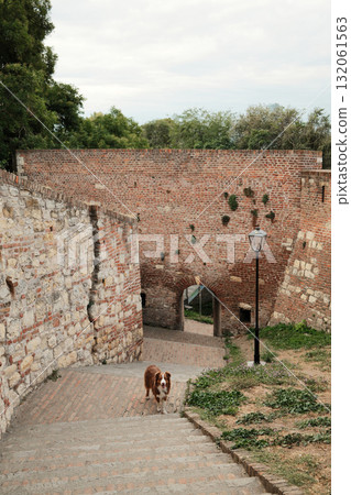 Brown Australian Shepherd dog walking up stone stairs at Belgrade Fortress with old brick walls in the background. Travel with pet concept Brown Australian Shepherd dog walking up stone stairs at Belgrade Fortress with old brick walls in the background. Travel with pet concept 132061563