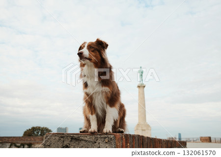 Australian Shepherd dog sitting on a wall at Kalemegdan Fortress with the Pobednik monument in the background. Travel with pet concept. Pet friendly Serbia Australian Shepherd dog sitting on a wall at Kalemegdan Fortress with the Pobednik monument in the background. Travel with pet concept. Pet friendly Serbia 132061570