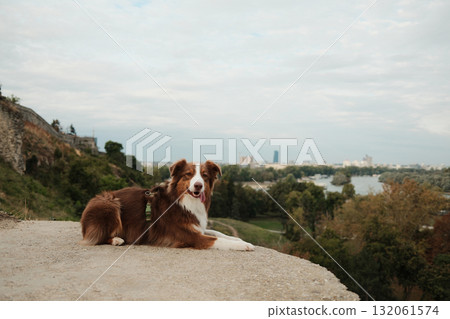 Brown Australian Shepherd dog lying on a cliff at Kalemegdan with cityscape and river view of Belgrade in the background. Travel with pet concept. 132061574
