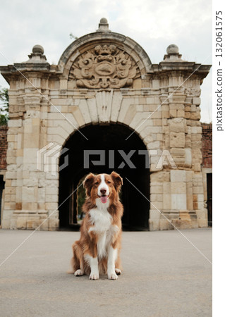 Brown Australian Shepherd dog sitting in front of an old stone gate at Kalemegdan Fortress in Belgrade. Travel with pet concept 132061575