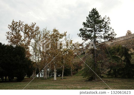 Group of trees with autumn foliage near Kalemegdan Fortress wall in Belgrade Group of trees with autumn foliage near Kalemegdan Fortress wall in Belgrade 132061623