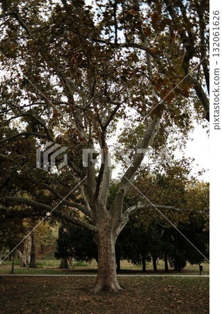 Large tree with autumn leaves in Kalemegdan Park on a quiet morning in Belgrade 132061626